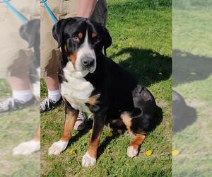 Greater Swiss Mountain Dog Dogs for adoption in St. Louis Park, MN, USA