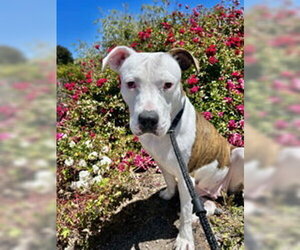 American Pit Bull Terrier Dogs for adoption in Salinas, CA, USA