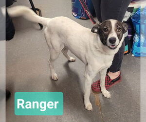 Border Collie-Unknown Mix Dogs for adoption in Richmond, IN, USA