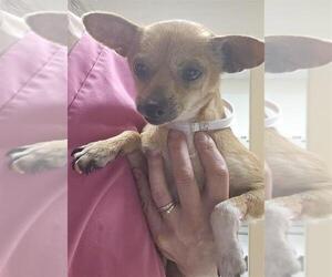 Chihuahua Dogs for adoption in Conroe, TX, USA