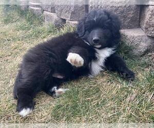 Border Collie-Unknown Mix Dogs for adoption in Incline Village, NV, USA
