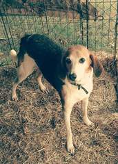English Foxhound-Treeing Walker Coonhound Mix Dogs for adoption in Sweetwater, TN, USA