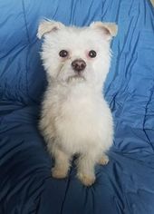 Shih Tzu-Unknown Mix Dogs for adoption in Lemoore, CA, USA