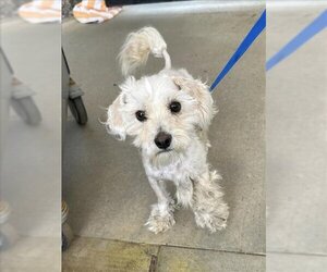 Poodle (Miniature)-Unknown Mix Dogs for adoption in Upland, CA, USA