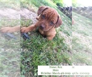 Medium Photo #1 Doxie-Pin Puppy For Sale in Crossville, AL, USA