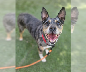 Mutt Dogs for adoption in Aurora, CO, USA