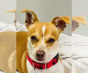 Mutt Dogs for adoption in Elk Grove, CA, USA