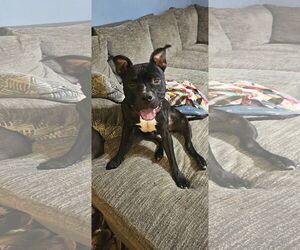 American Staffordshire Terrier-Unknown Mix Dogs for adoption in Holly Springs, NC, USA