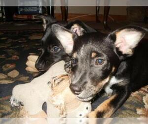 Medium Photo #1 Border Collie-Unknown Mix Puppy For Sale in Hewitt, NJ, USA