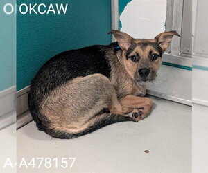 Mutt Dogs for adoption in Oklahoma City, OK, USA