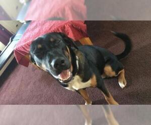 Shepradors Dogs for adoption in Sumter, SC, USA
