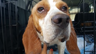 Bagle Hound Dogs for adoption in Morgantown WV, PA, USA