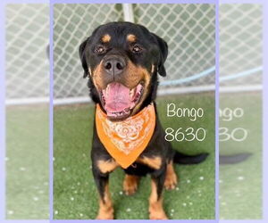 Rottweiler Dogs for adoption in Hillsboro, NH, USA