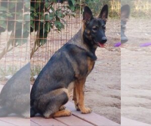 German Shepherd Dog-Unknown Mix Dogs for adoption in Spring, TX, USA