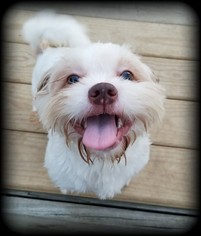 Shih Tzu-Unknown Mix Dogs for adoption in Dahlgren, VA, USA