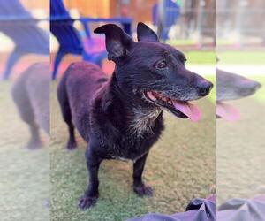 Miniature Schnauzer-Welsh Terrier Mix Dogs for adoption in Sacramento, CA, USA