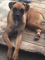 Boxer-Unknown Mix Dogs for adoption in Del Rio, TX, USA