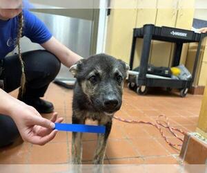 German Shepherd Dog-Siberian Husky Mix Dogs for adoption in Camarillo, CA, USA