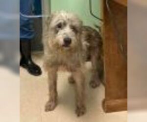 Unknown-Wheaten Terrier Mix Dogs for adoption in Missouri City, TX, USA