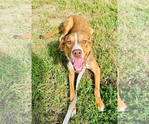 Mutt Dogs for adoption in Westwood, NJ, USA