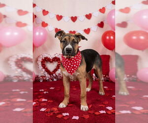 American Bulldog-German Shepherd Dog Mix Dogs for adoption in Belleville, IL, USA