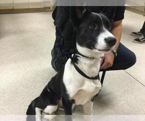 Collie Dogs for adoption in Riverside, CA, USA