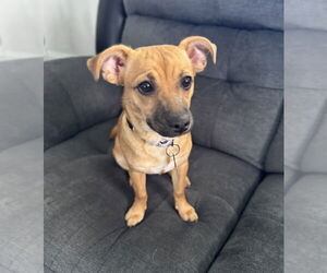 Mutt Dogs for adoption in Springdale, PA, USA