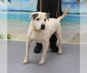 Mastador Dogs for adoption in Louisville, KY, USA
