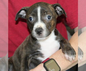 Mutt Dogs for adoption in Prattville, AL, USA