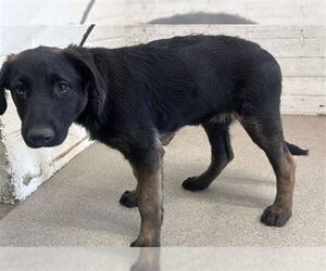 Mutt Dogs for adoption in San Bernardino, CA, USA