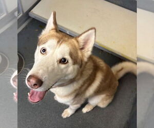 - Mix Dogs for adoption in Glen Allen, VA, USA