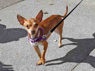 Medium Photo #1 Chihuahua Puppy For Sale in San Francisco, CA, USA