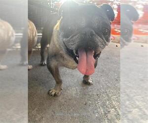 Pug Dogs for adoption in San Antonio, TX, USA