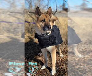 German Shepherd Dog-Unknown Mix Dogs for adoption in Monte Vista, CO, USA