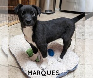 Australian Kelpie-Border Collie Mix Dogs for adoption in Mesa, AZ, USA