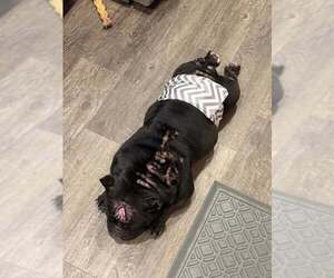 Bulldog Dogs for adoption in Evansville, IN, USA