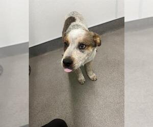 Mutt Dogs for adoption in HESPERIA, CA, USA