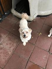 Havanese Dogs for adoption in Lancaster, PA, USA