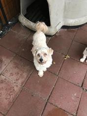 Small Havanese