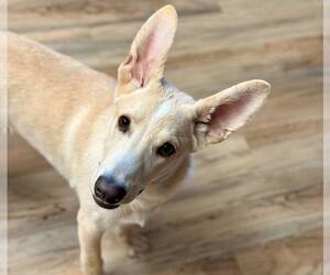 Carolina Dog-Unknown Mix Dogs for adoption in Shreveport, LA, USA