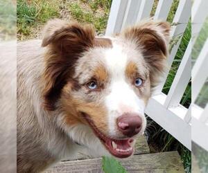Australian Shepherd-Unknown Mix Dogs for adoption in Dahlgren, VA, USA