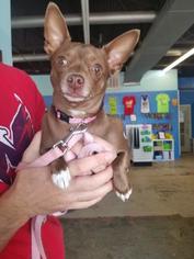 Miniature Pinscher Dogs for adoption in Mission, KS, USA