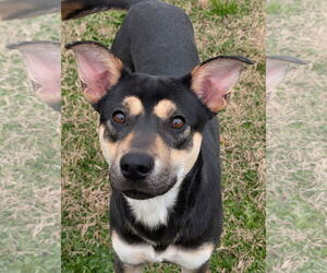 German Shepherd Dog-Unknown Mix Dogs for adoption in Oakhurst, NJ, USA