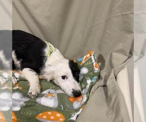 Border Collie-Unknown Mix Dogs for adoption in Modesto, CA, USA