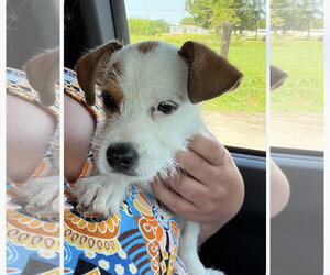 Mutt Dogs for adoption in The Woodlands, TX, USA