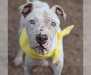 American Staffordshire Terrier-Unknown Mix Dogs for adoption in San Antonio, TX, USA