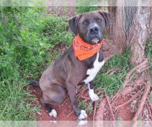 Mastador Dogs for adoption in Oklahoma City, OK, USA