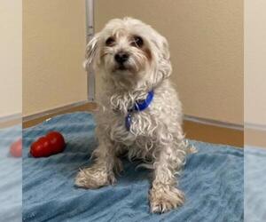 Maltese Dogs for adoption in Tempe, AZ, USA