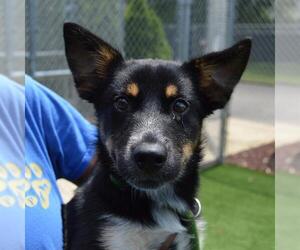 Australian Kelpie-Unknown Mix Dogs for adoption in Murfreesboro, TN, USA