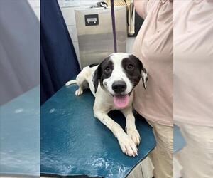 Labrador Retriever Dogs for adoption in Mobile, AL, USA